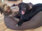 Jazz en Charlie